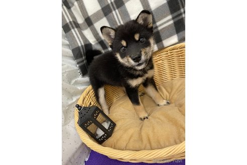 成約済の北海道の柴犬-264754の2枚目